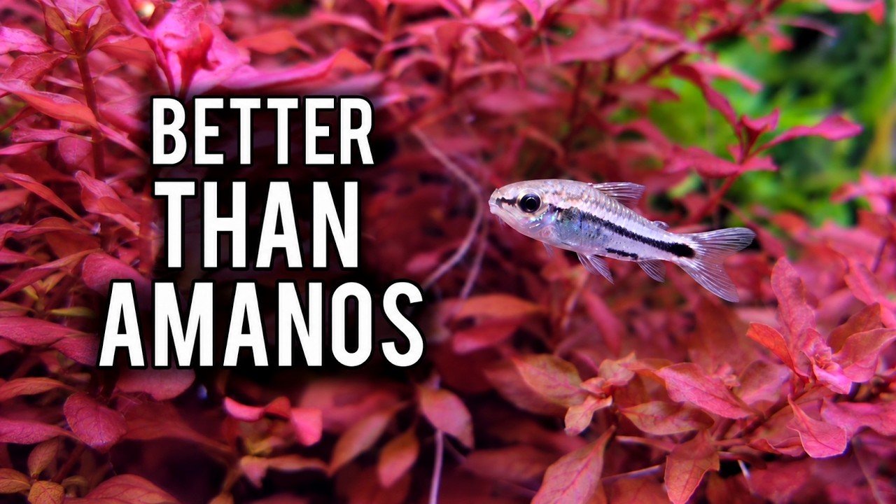 The Most Stable Aquarium You'll Ever Have
