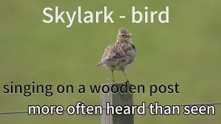 Skylark-Bird More Often Heard Than Seen, Singing On A Wooden Post And Roam The Farm Looking For Food