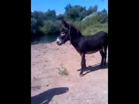 Тупой осел - YouTube