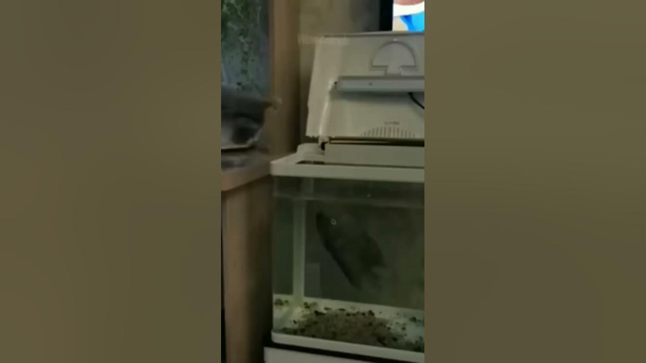 so cute fish & cat YouTube