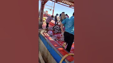 xem cách lên cá của ngư dân biển cảng tắc cậu