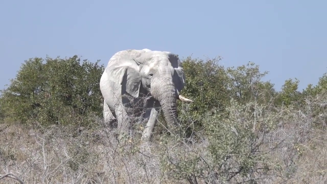 Amazing white elephant in Thailand YouTube