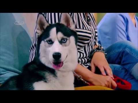 ზოოკლუბი | ვსაუბრობთ ძაღლებისა და კატების კვებაზე