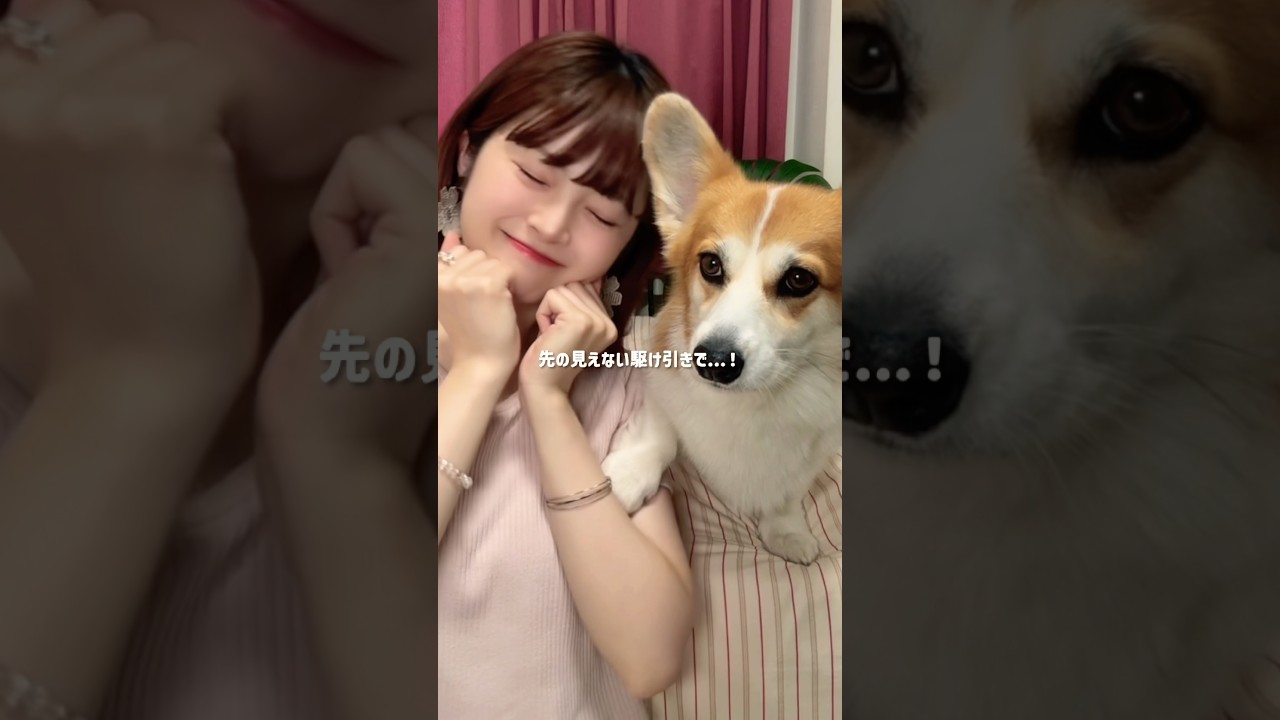 クリームソーダとシャンデリア🥤 #コーギーのいる暮らし #振り付け #tiktoktrend