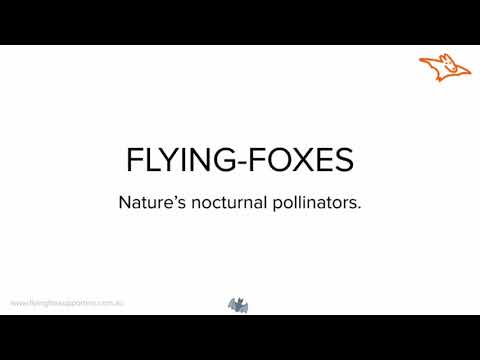 Megabats natures nocturnal pollinators Presentation Flying-Fox Supporters 2019