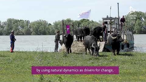 Rewilding in the Danube Delta - promo video