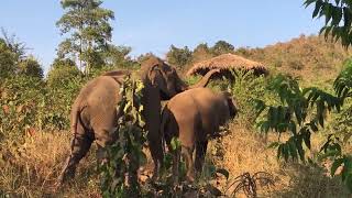 The Beautiful Act of Elephant Love #animal #animallovers