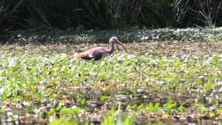 Crystal Clear Kayaking At Ichetucknee Springs State Park Florida - Bound2Paddle.com