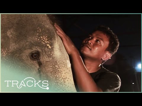 Asia's Elephant Whisperer: The Last Mahout