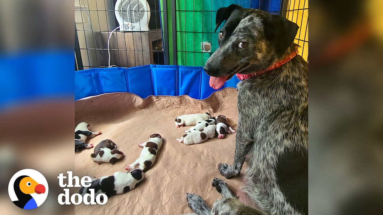 Pregnant Foster Dog Has Her Babies And Becomes A Puppy Again  | The Dodo Foster Diaries