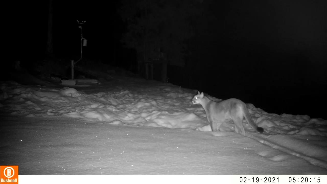 Cougar chirping like a bird - YouTube