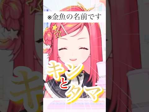 【ループするタマ】美星家の金魚の名は？ #shorts #vtuber #切り抜き