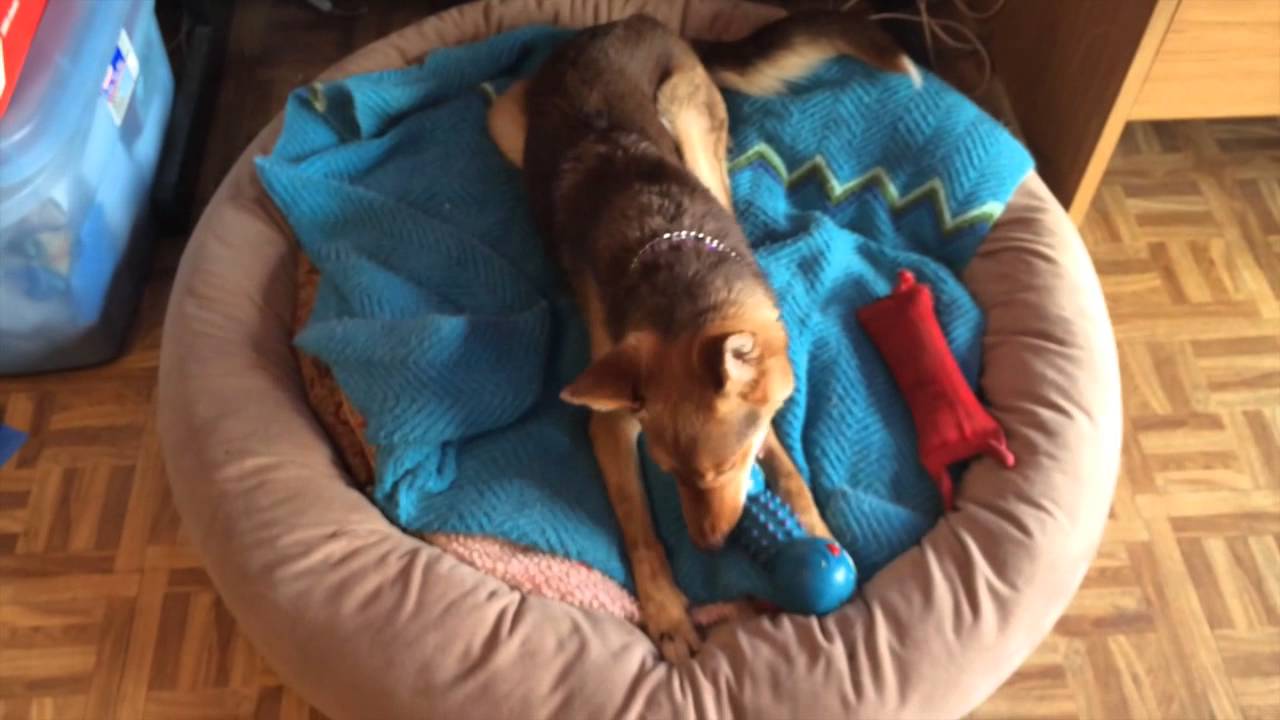 Nala Young female German Shepherd puppy training potty
