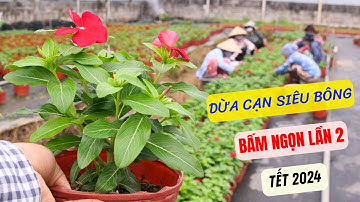 Bấm ngọn lần 2 dừa cạn siêu bông tết 2024