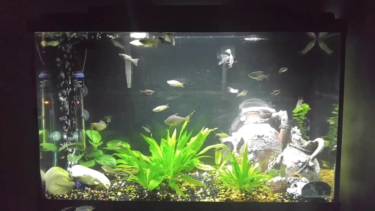 camera iphone 8 plus apk Swapped the 20 tall for a 29! ,enjoy!