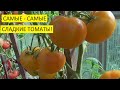 Какие томаты самые сладкие? Томат Джало Санта (№572) - самый сладкий томат! Проверено!