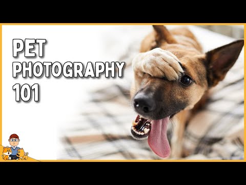 The Art of Pro Pet Photography (creating memories to last a lifetime)