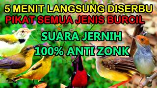 Suara Pikat Semua Jenis Burung Kecil Ribut 100% Ampuh.!!