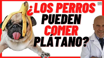 ¿Los perros pueden comer plátano?