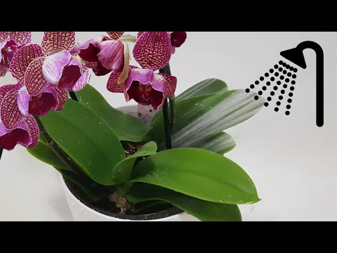 Video: Орхидея (Orchidaceae), түрлөрү, тарыхы, багуу өзгөчөлүктөрү