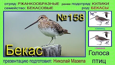 Бекас. Голоса птиц
