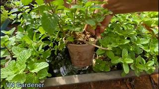 How to grow mint at home | Trồng Rau Húng Lủi Rất Dễ
