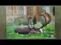 2014. november 23: Terítéken a Lábodi Erdészet történetének legnagyobb dámbikája