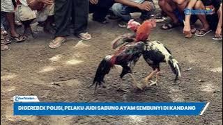 Aksi Kocak Penjudi Sabung Ayam di Kendari, Sembunyi di Kandang Saat Digerebek Polisi