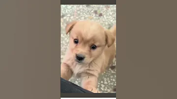 Cute puppy viral status video #26explorers