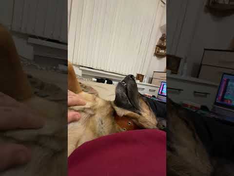 Я не собака а Рыжик