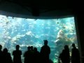 Aquarium Feeding Time at the California Academy of Sciences
