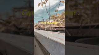 Download Lagu ada hati yang termanis dan penuh cinta ( cover gitar ) quotes - story' MP3