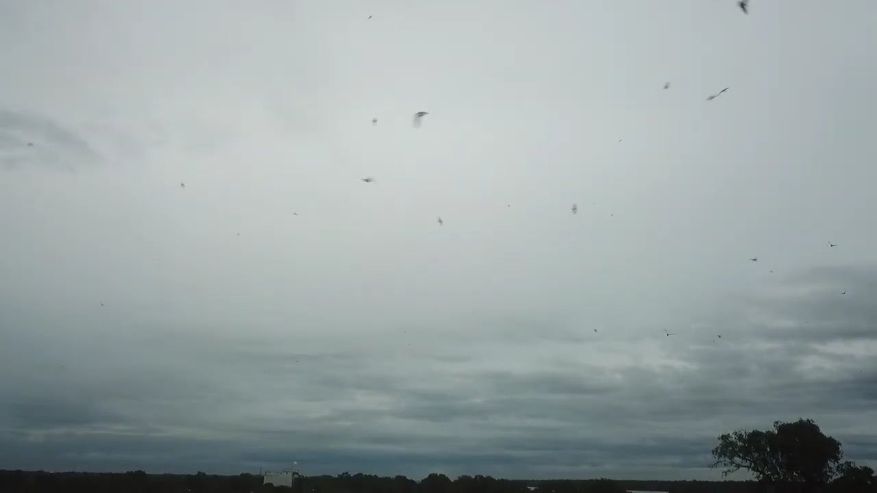 Drone diserang wallet 