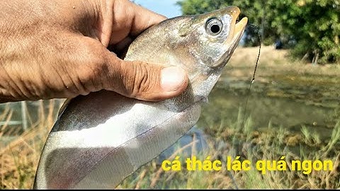 Câu cá trê vàng ở Ma rem trủng ổ thác lác quá phê# youtube câu cá hóc môn