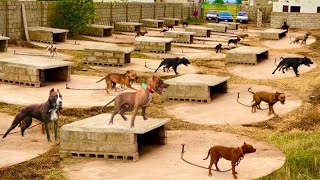 The World Biggest Dogs Kennel In Punjab Dog Traning In Stan - Hsn Entertainment
