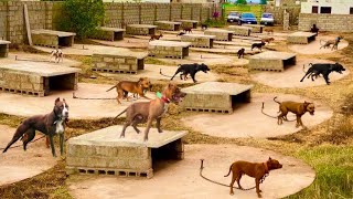 The World Biggest Dogs Kennel In Punjab Dog Traning In Pakistan  Hsn Entertainment