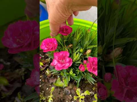 Care Of Dianthus plant #shorts #viralshort #gardening