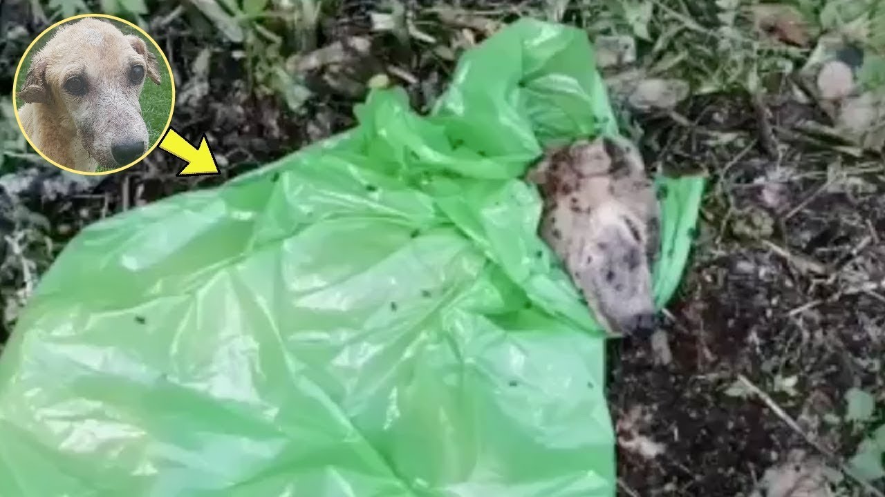 Poor Dog Left Lying In A Plastic Bag Rescued ️ ️ - YouTube