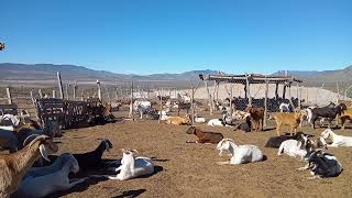 MAJADA DE CHIVAS EN TINAJUELA COAHUILA