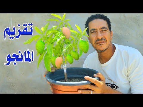 لو عايز تزرع شجرة مانجو مقزمة فى اصيص او على السطح وتثمر وتفضل معاك على طول  