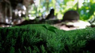 Cayo Adventure Tours - Sweet Belize (Official Video)