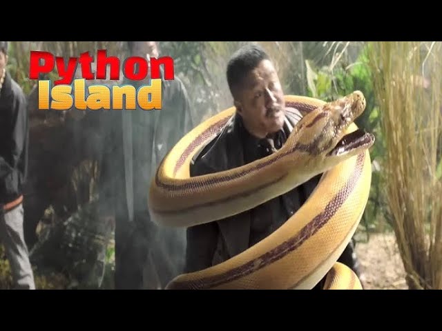 Python Island (2022) #review #china