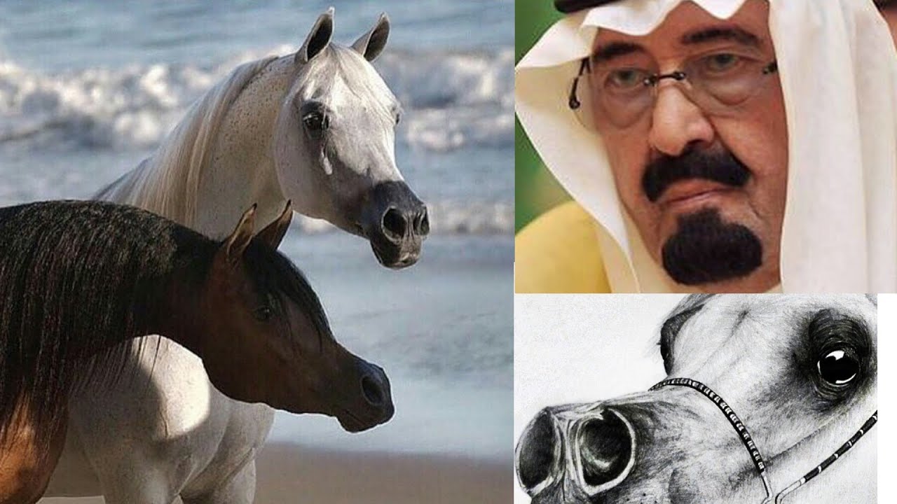 Most expensive Arabian horses YouTube