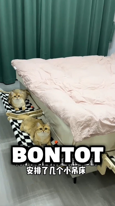 Si Bontot Bobo Bareng. 😴 #shortsfeed #cat #kucing #shorts