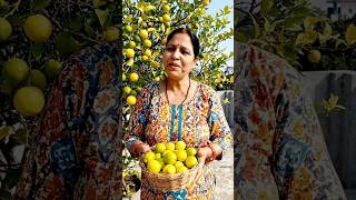 Ghar Ki Chhat Par Ugaya Nimbu Ka Ped 🍋 | Rooftop Gardening Amazing Result #shorts