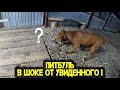 Pitbull attack / Питбуль В БЕШЕНСТВЕ АТАКУЕТ &quot;НАХОДКУ&quot; ! Отмечаем день рождения Багиры