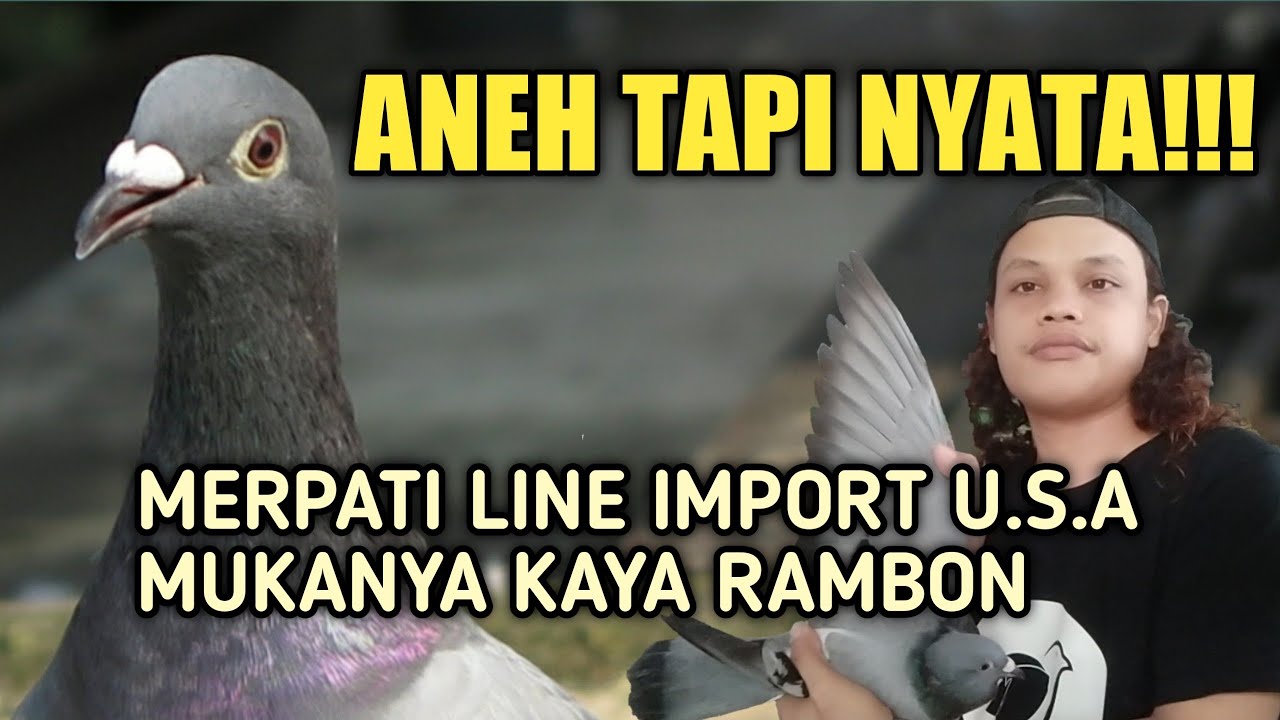 MERPATI LINE IMPORT U.S.A MUKA RAMBON‼️ - YouTube
