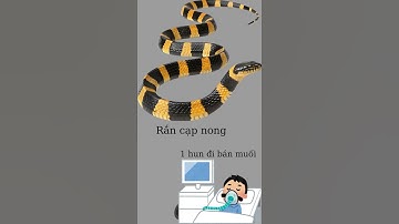 Phân biệt Rắn Cạp Nong và Rắn Sói (Khuyết Lào)#shorts