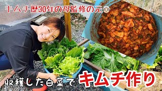 [Kimchi making] Make kimchi with harvested Chinese cabbage