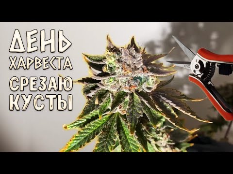 Video: Marihuānas Legalizācija Un Marihuānas Lietošanas Vēsturiskās Tendences Starp 12–25 Gadus Veciem ASV Iedzīvotājiem: Rezultāti No 1979. – 2016. Gada Nacionālā Apsekojuma Par Narkotik